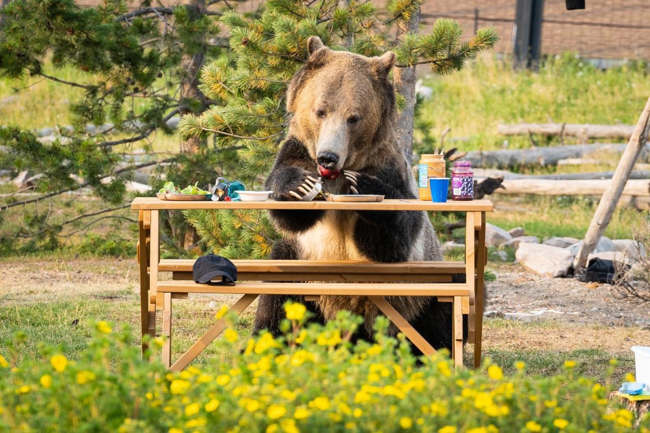 Baby Bear Cabin West Yellowstone Exterior foto